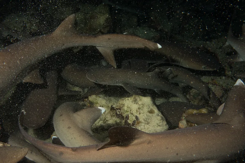 Whitetip reef sharks resting together during a night dive