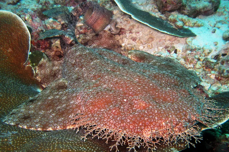 Wobbegong shark camouflaged on coral reef in Raja Ampat