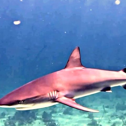 Caribbean reef shark, Bahamas