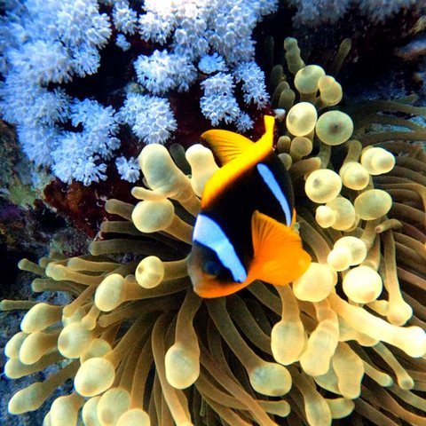 Clownfish in anemone, Red Sea