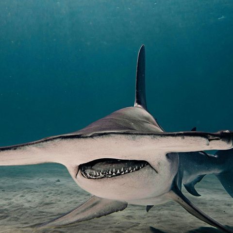 Hammerhead shark, Galapagos