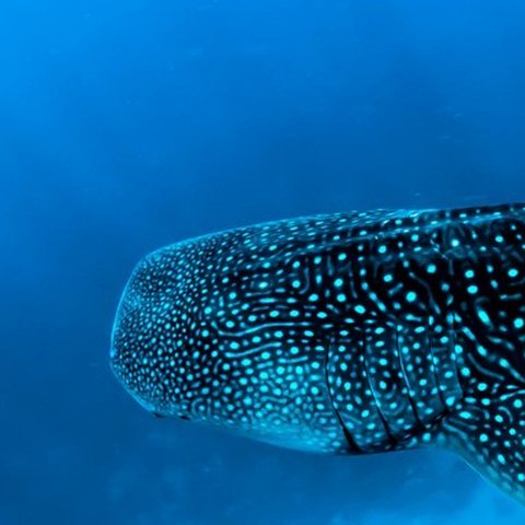 Whale shark, Maldives
