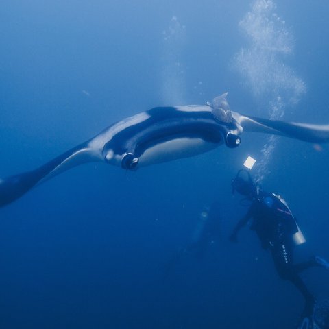 Giant oceanic manta ray, Mexico