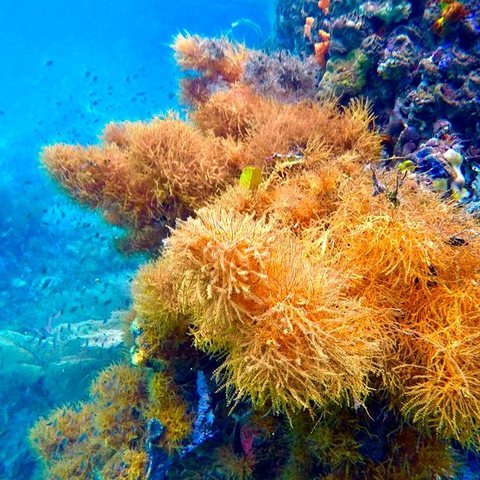 Soft coral reef, Raja Ampat