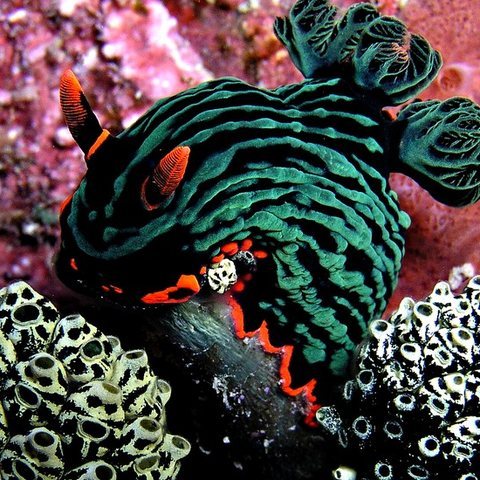 Nudibranch, Thailand