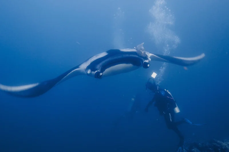 A giant oceanic manta ray with divers at Socorro in Mexico